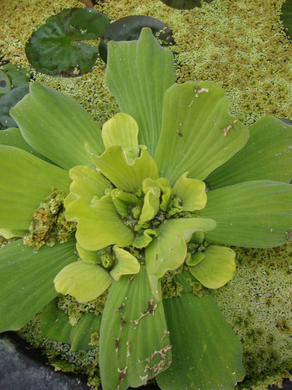 Photo of Water Lettuce (Pistia stratiotes) uploaded by Paul2032