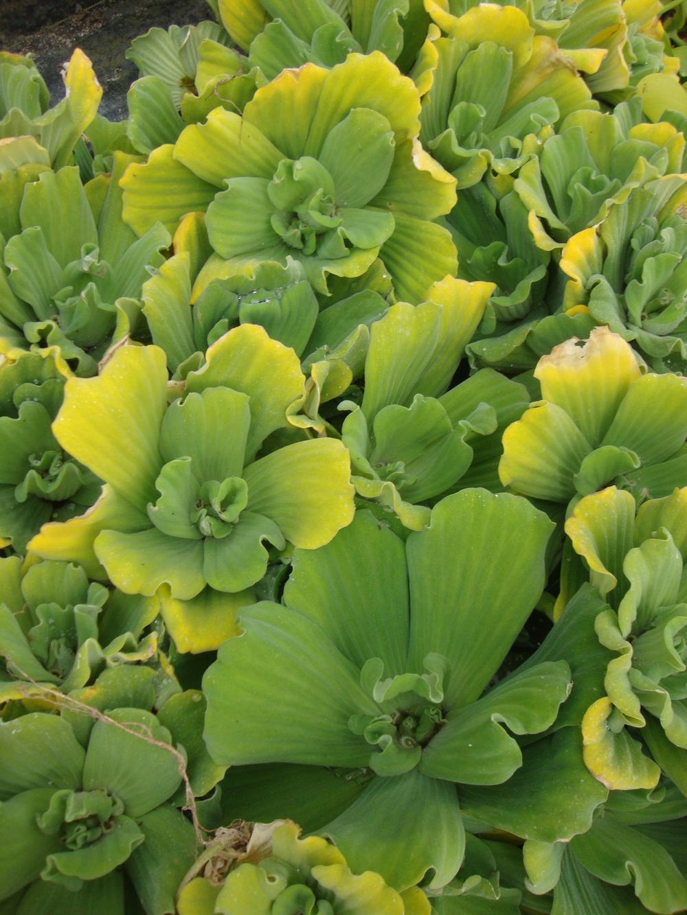 Photo of Water Lettuce (Pistia stratiotes) uploaded by Paul2032