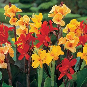 Photo of Cannas (Canna) uploaded by vic