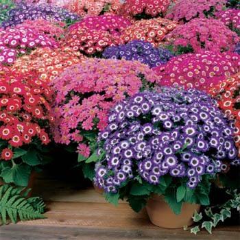 Photo of Florist's Cineraria (Pericallis hybrida) uploaded by vic
