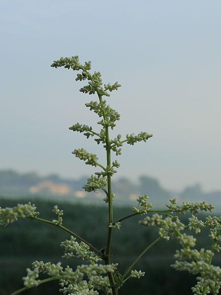 Photo of White Mugwort (Artemisia lactiflora) uploaded by robertduval14