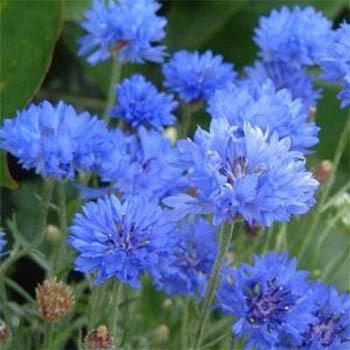 Photo of Bachelor's Buttons (Centaurea cyanus) uploaded by vic