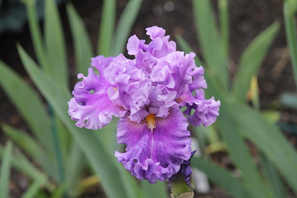 Photo of Tall Bearded Iris (Iris 'Foreign Scandal') uploaded by ARUBA1334