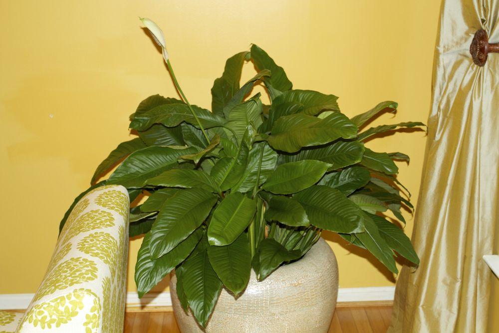 Photo of Peace Lilies (Spathiphyllum) uploaded by DanicaBoutte