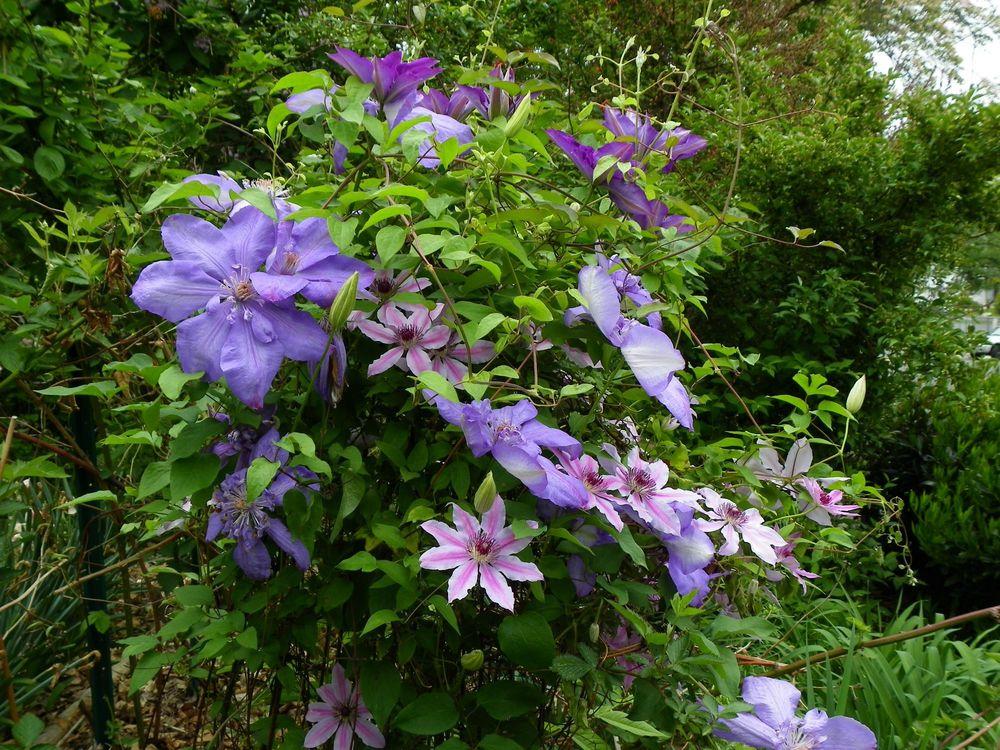 Photo of Clematis uploaded by Newyorkrita