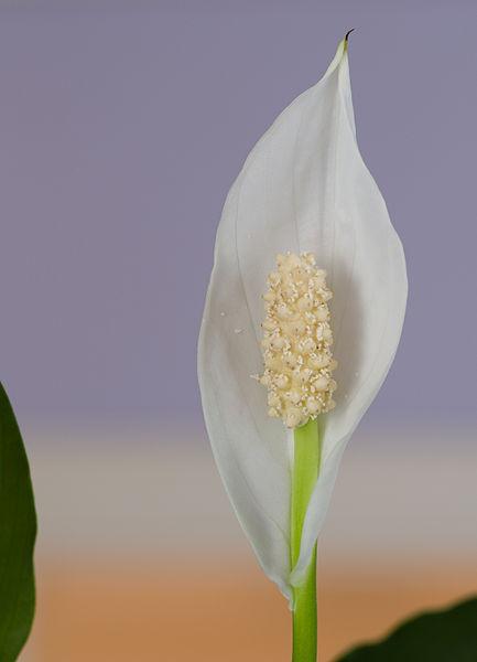 Photo of Peace Lilies (Spathiphyllum) uploaded by robertduval14