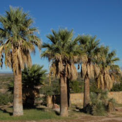 Location: Elephant Butte, NM
Date: 10/3/2013
A group of Washingtonia filifera across from my home. Several spe