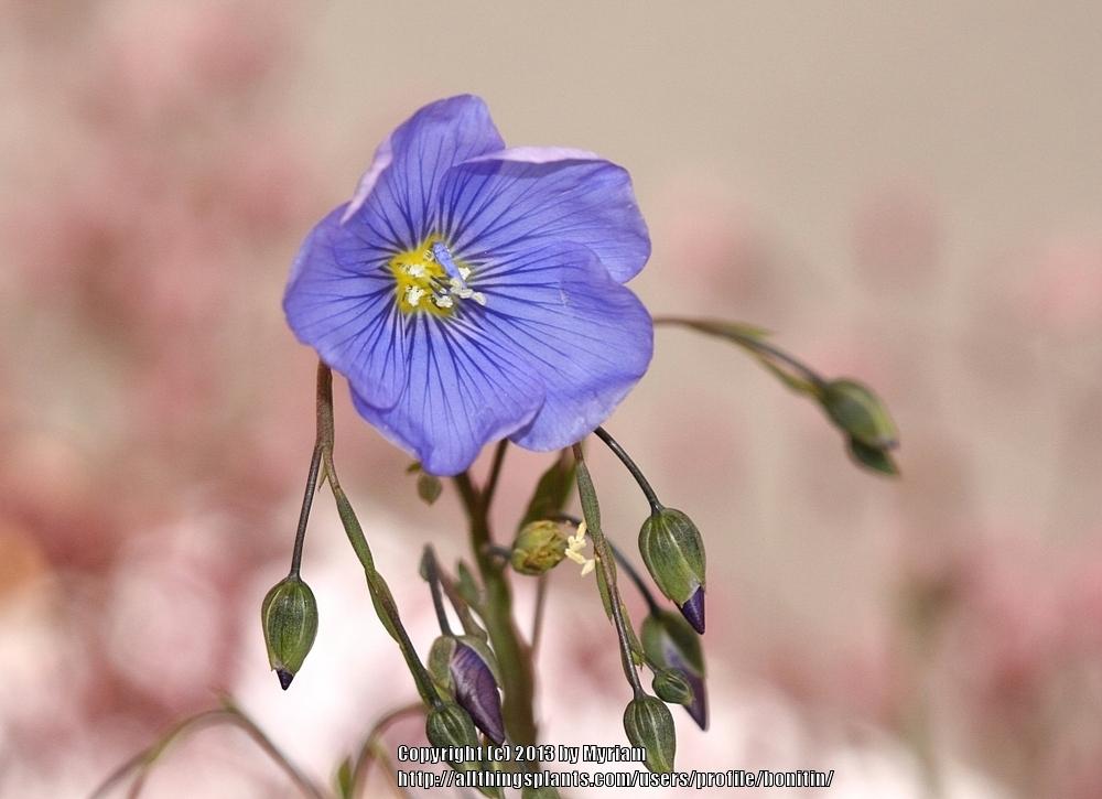 Photo of Blue Flax (Linum perenne) uploaded by bonitin