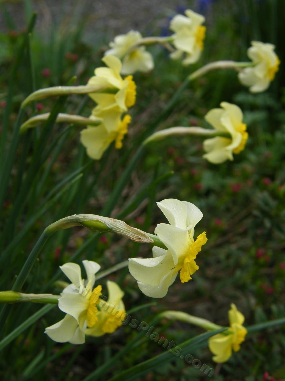 Photo of Daffodils (Narcissus) uploaded by bootandall