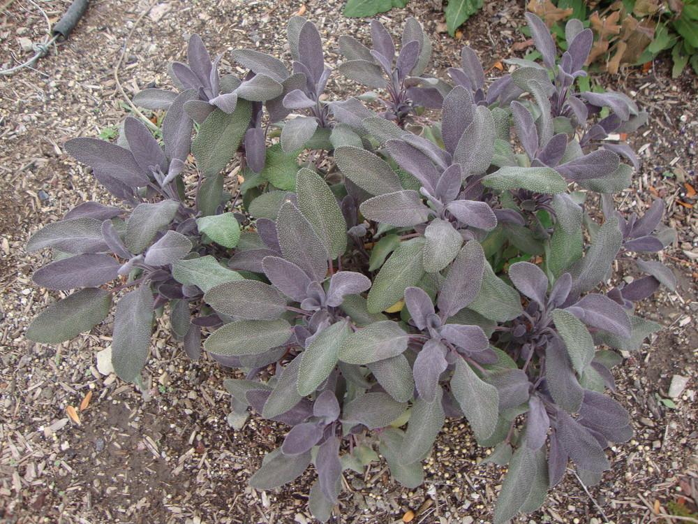 Culinary Sages Plant Care and Collection of Varieties