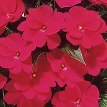 Photo of Busy Lizzy (Impatiens walleriana) uploaded by vic
