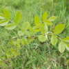 Young tree, spring growth