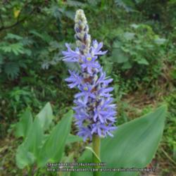 Location: Critter's garden in Frederick MD
Date: 2012-09-02
"pickerelweed" page should probably merge with "pickerel weed"