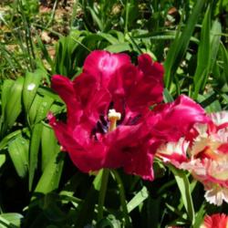 Location: Long Island, NY 
Date: 2013-05-10
red parrot tulip