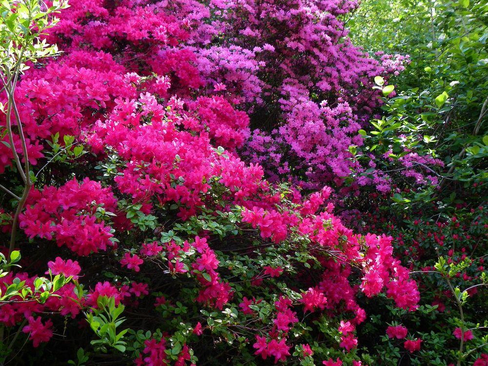Photo of Satsuki Azalea (Rhododendron indicum) uploaded by Newyorkrita