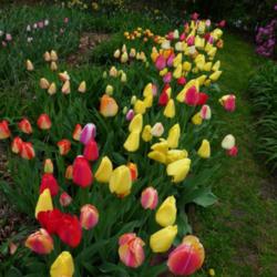 Location: Long Island, NY 
Date: 2013-04-30
darwin tulips closed in the rain