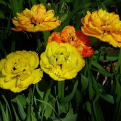Location: Long Island, NY 
Date: 2013-05-01
fancy double tulips