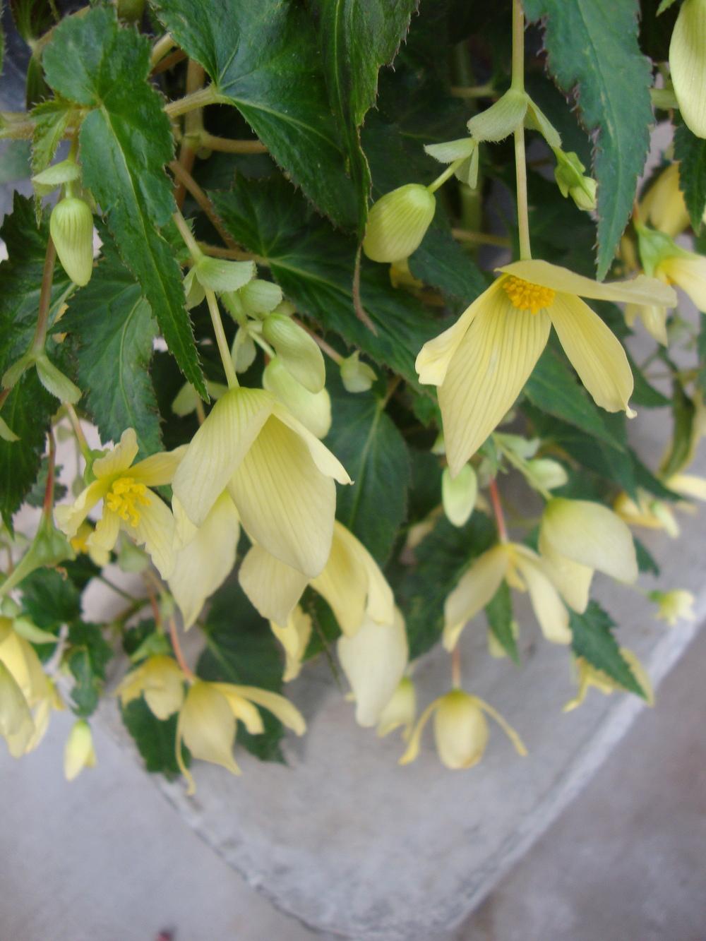 Photo of Begonias (Begonia) uploaded by Paul2032