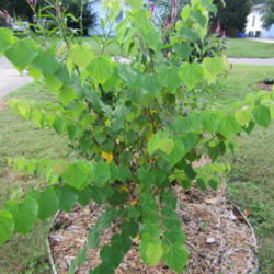 Location: NE., Fl.
Date: 2013-10-11 
A young tree generously donated, I'm guessing from a bird droppin