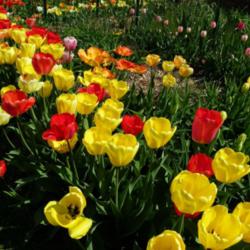 Location: Long Island, NY 
Date: 2013-04-28
mixed colors of darwin tulips