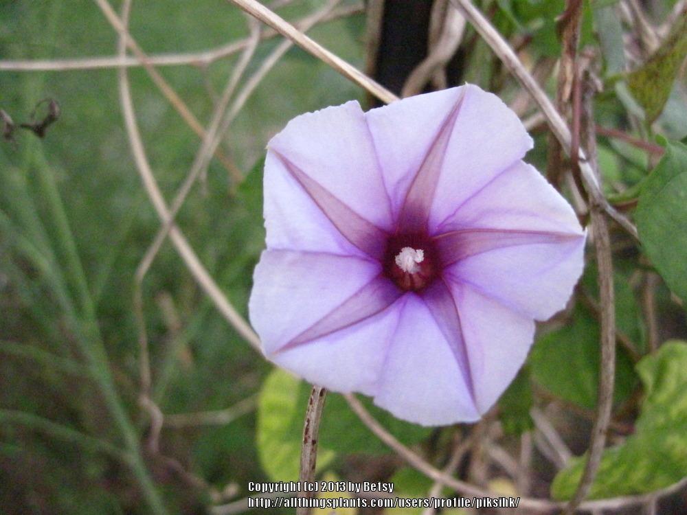Photo of Lavender Moonvine (Ipomoea muricata) uploaded by piksihk