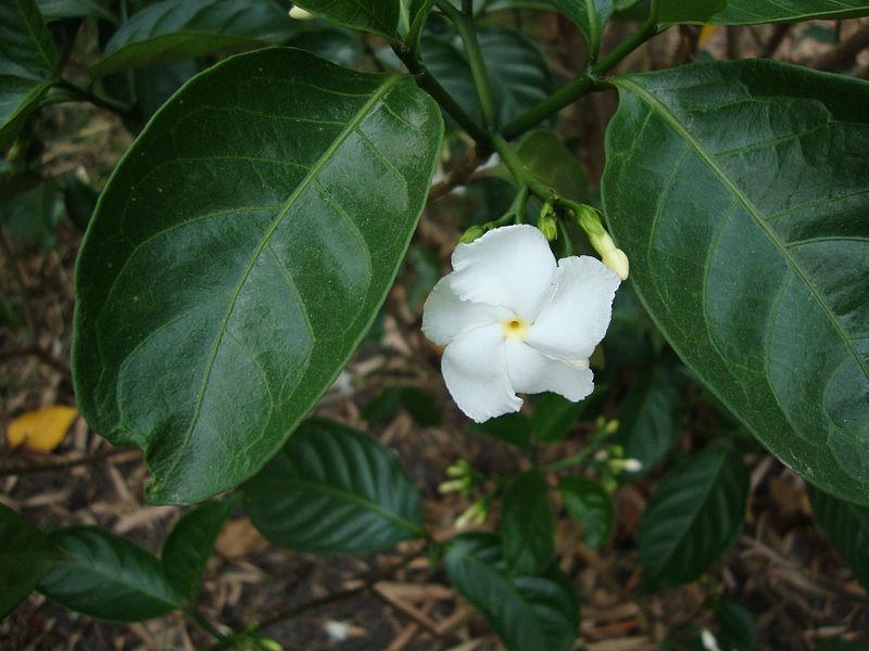 Photo of Crepe Jasmine (Tabernaemontana divaricata) uploaded by robertduval14