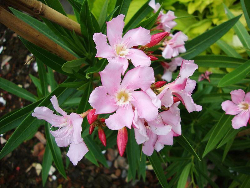 Photo of Oleanders (Nerium oleander) uploaded by robertduval14