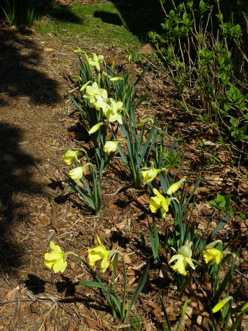 Photo of Daffodils (Narcissus) uploaded by Newyorkrita
