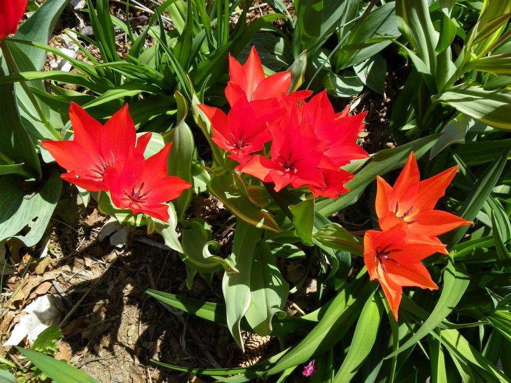 Photo of Tulips (Tulipa) uploaded by Newyorkrita