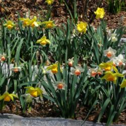 Location: Long Island, NY 
Date: 2013-04-14
mix of trumpet daffodils