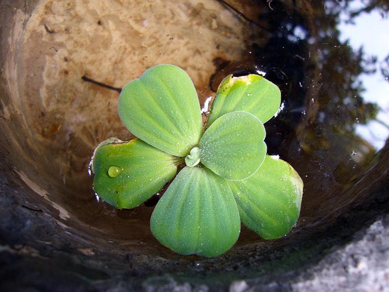 Photo of Water Lettuce (Pistia stratiotes) uploaded by robertduval14