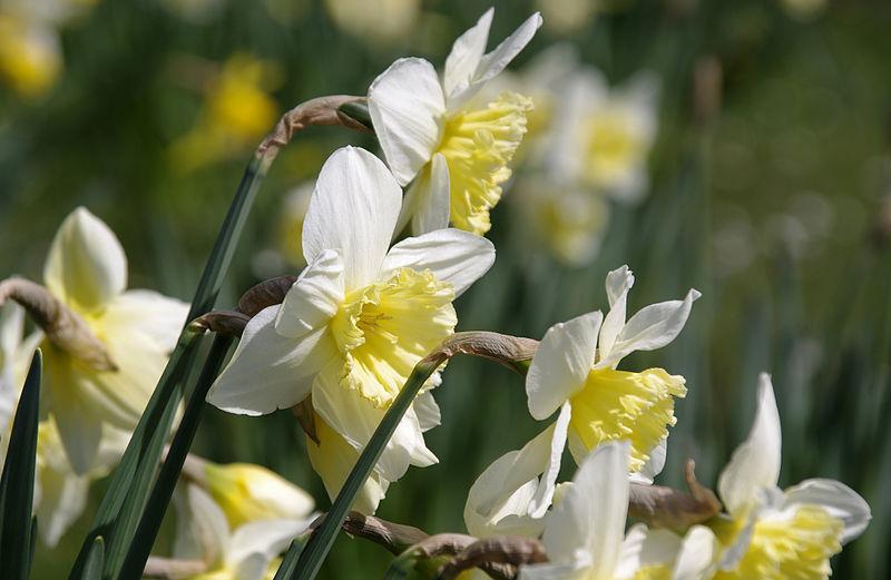 Photo of Daffodils (Narcissus) uploaded by robertduval14