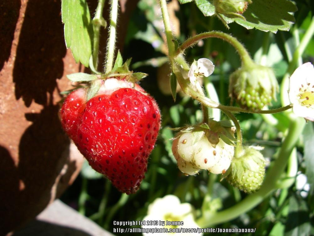 Photo of Strawberries (Fragaria) uploaded by Joannabanana