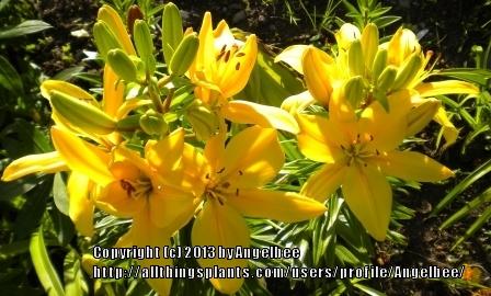 Photo of Lilies (Lilium) uploaded by Angelbee