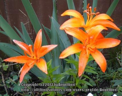 Photo of Lilies (Lilium) uploaded by Angelbee