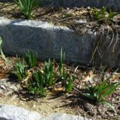 Location: Long Island, NY Date: 2013-03-24Daffodils before buds in early spring.