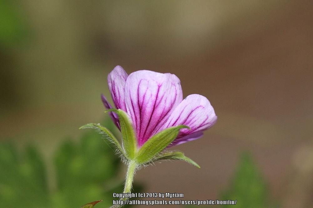 Photo of Geranium (Geranium wallichianum 'Sweet Heidy') uploaded by bonitin