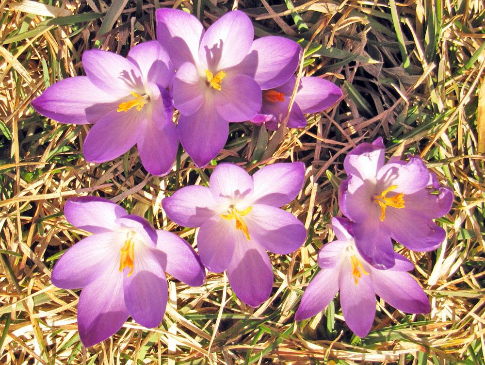 Photo of Crocus uploaded by TBGDN