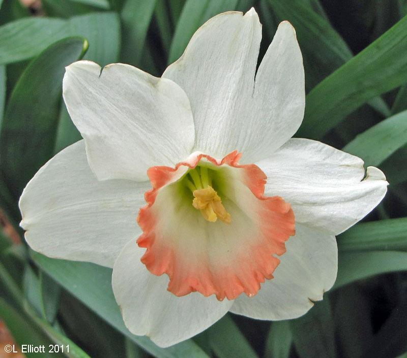 Photo of Large-Cupped Daffodil (Narcissus 'Pink Charm') uploaded by TBGDN