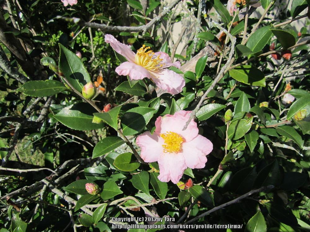 Photo of Japanese Camellia (Camellia japonica) uploaded by terrafirma