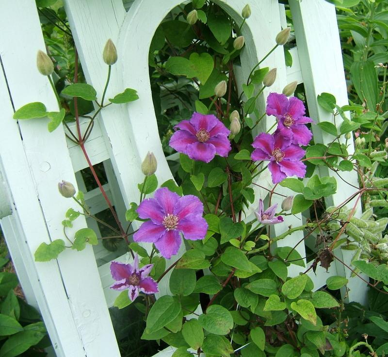 Photo of Clematis 'Ashva' uploaded by pirl