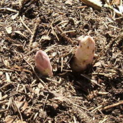 Location: Asparagus garden
Date: April to May
Heads emerging.