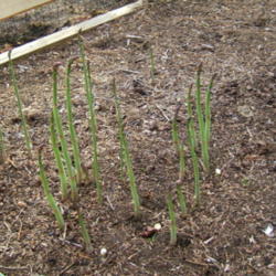 Location: Asparagus garden
Date: June
Some are too tall, then the best taste is gone. Snap off at the b