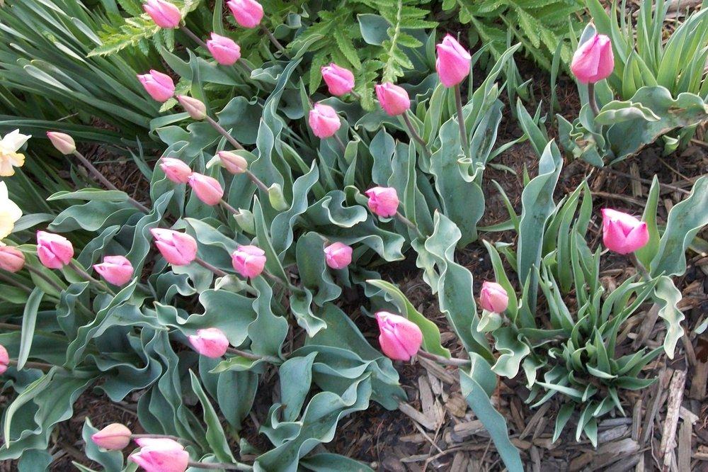 Photo of Tulips (Tulipa) uploaded by Hazelcrestmikeb