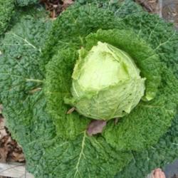 Location: MoonDance Farm, NC
Date: 2013-11-07
Savoy cabbage - ready to eat!