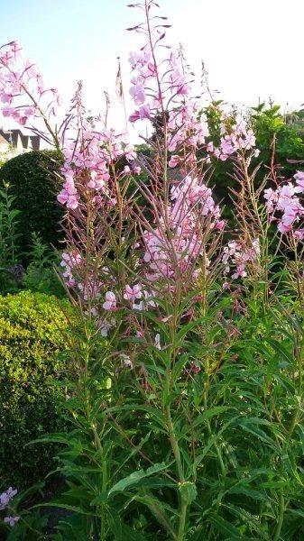 Photo of Rosebay Willow Herb (Chamaenerion angustifolium 'Stahl Rose') uploaded by Thalictrum
