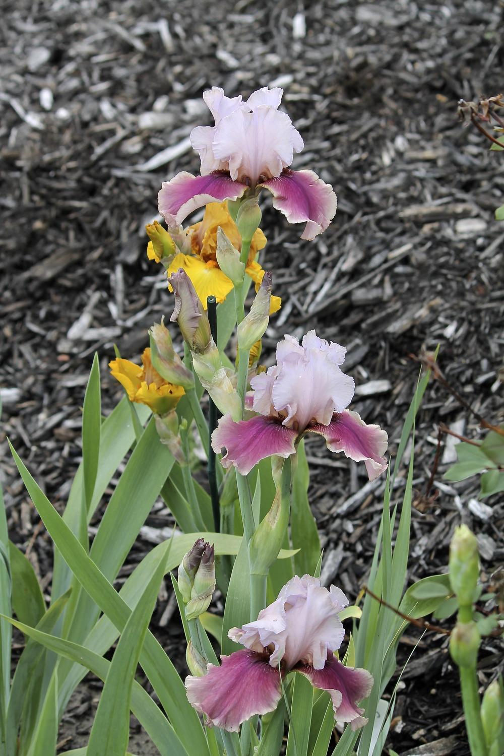 Photo of Tall Bearded Iris (Iris 'Oh Carol') uploaded by ARUBA1334