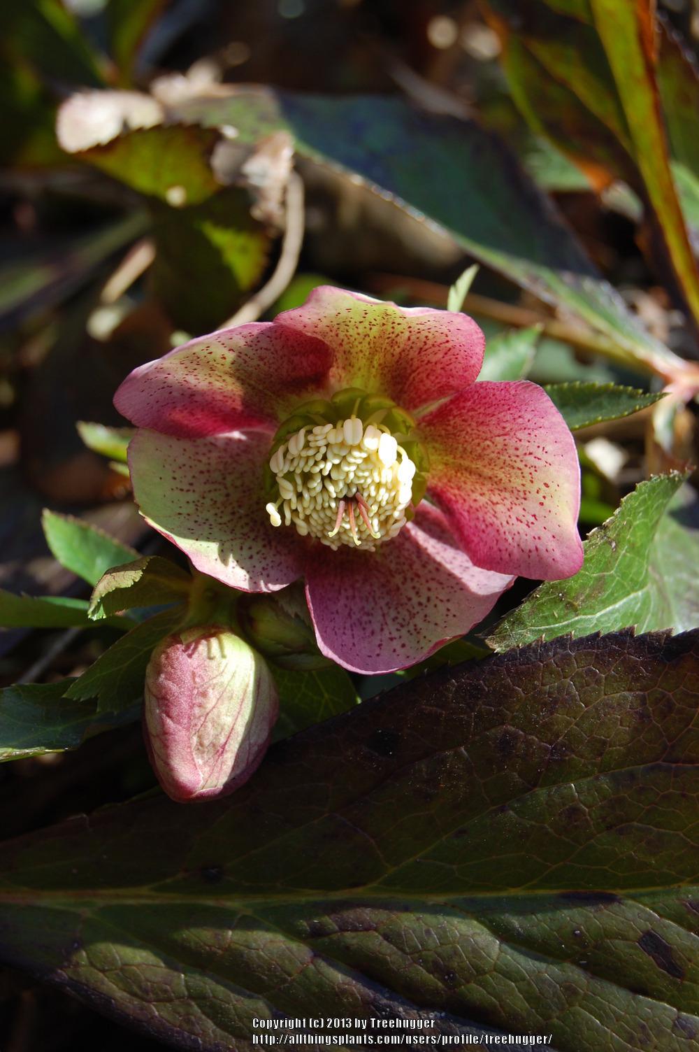 Photo of Lenten Rose (Helleborus orientalis) uploaded by treehugger