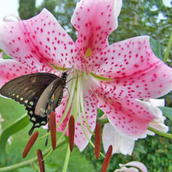 Location: My Gardens
Date: July 31, 2006
Very Close View #Pollination #Butterflies