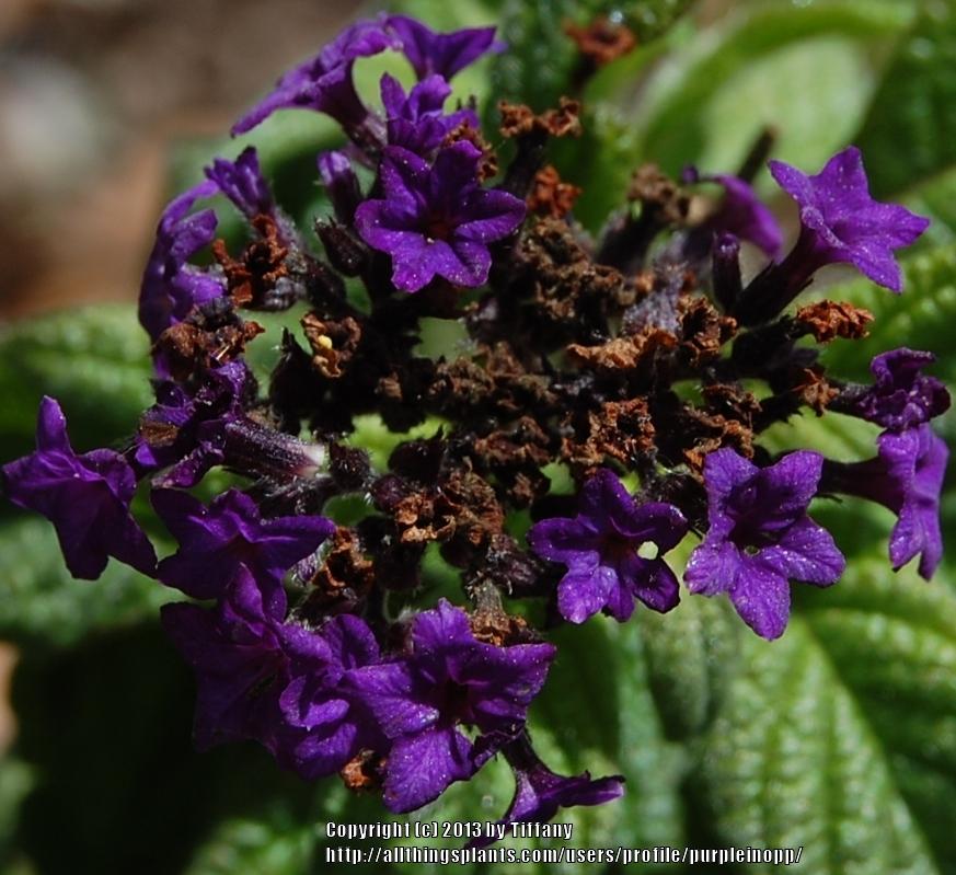Photo of Heliotrope (Heliotropium arborescens) uploaded by purpleinopp